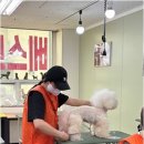 베스트 의정부 애견 미용학원 이미지