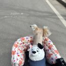 6630 | 강아지 셀프 미용 후기 바비온 SBC-6630 바비온 이발기 내돈내산 (삐뚤빼뚤 주의)