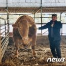 "한우가 전세계 최고, 日 와규는 잊어라"-USA투데이(뉴스1) / [빛viit명상] 최고급 토종 한우의 꿈을 결실로 이미지