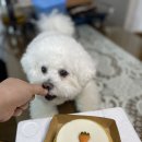 담무 | 카카오 선물하기 담무 강아지 수제 당근케이크 선물 받은 솔직 후기