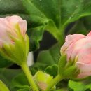 러블리몽 이미지