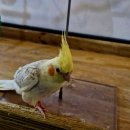 미어캣인더시티 이미지