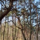 숲속의아침민박펜션 이미지