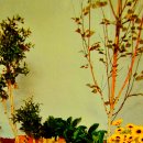 천년의 하루 이미지