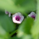 꽃이 피면 이미지