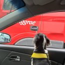 e-동물 메디컬 센터 이미지