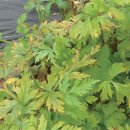 □ 천궁(川芎)- 천궁 재배기술1