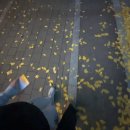 염편한세상 | 각자의 염원이 바래고