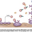 6개월 마다 1시린지, 칼슘-비타민D 매일 복용 프롤리아프리필드시린지 Prolia prefilled syringe 이미지