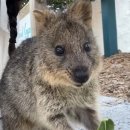 아이지에이(IGA)마트 전의점 | [서호주] 2 , 20240413~22