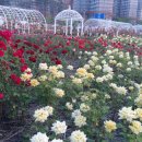 장미화원 이미지