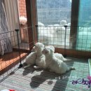 레이지포 이미지