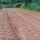 영곤농장 이미지