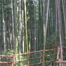 죽림원 이미지