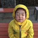 금선다원