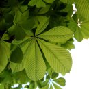 마로니에 이미지