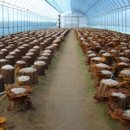 황금버섯 이미지