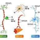 뉴런 이미지