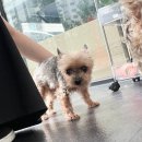 개미애견미용실 | 강아지 미용을 위해 캣펀 다녀왔습니다