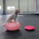 올 마스터 독 이미지