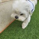 아우어독 이미지