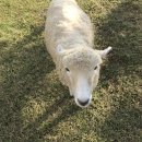 참사랑목장 이미지