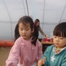앙상블딸기농장 이미지