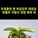 두엽풍란 짱 옥금강호 대장금 취월호 각왕산 장원 명옥 외 #shorts 이미지