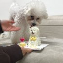 우츄츄 네이버블로그