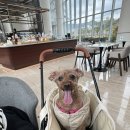 나우스크린 골프 | [경남 김해] 롯데호텔앤리조트 김해 펫패밀리 더블더블룸 후기