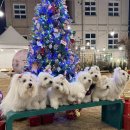 포레멍 | [양주] 포레멍: 양주 애견카페 강아지 유치원 애견미용 추천 주차