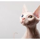 고양이는외계인 이미지