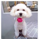 앙쥬르펫살롱 이미지