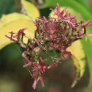 동백동산 이미지