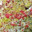나무마다 붉은 열매 새들의 잔칫상! 이미지