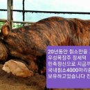 담양목장 이미지