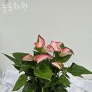 늘봄화원 이미지