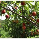 승래농장 이미지