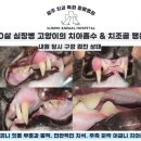 미소동물치과병원 이미지
