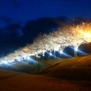 김천 강변공원길 야간 벚꽃 이미지