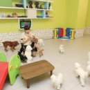 메리펫 애견유치원 이미지