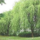 버드나무 이미지