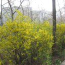 [4월 7일(화요일)]국립현충원 담장돌기 & 수양벚꽃 이미지