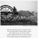 디레디레 이미지