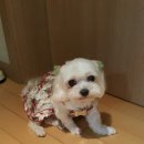 미안예