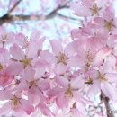 건강하개 이미지