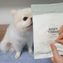 누구보다 소중하개 | 머리부터 발끝까지 펫피(PET.P) 베이직 바디티슈 한장으로 편리하고 깨끗한 산책