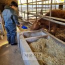 고법축산 이미지