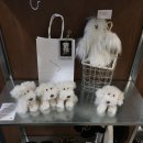 왕왕멍멍 이미지