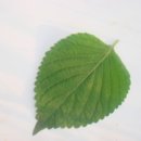 세중농장 이미지